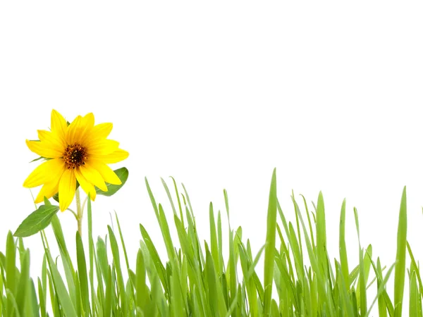 Green grass with sunflower — Stock Photo, Image