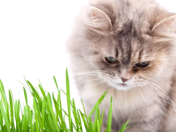 kedi ve çim