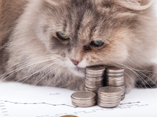 stock image Cat and chart with heap of coins