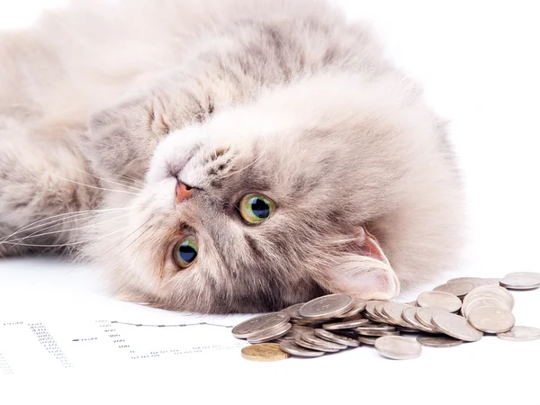 Кот и куча монет — стоковое фото
