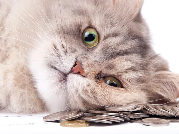 stock image Cat and heap of coins