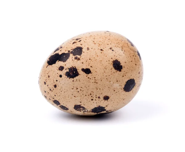 Single quail egg — Stock Photo, Image