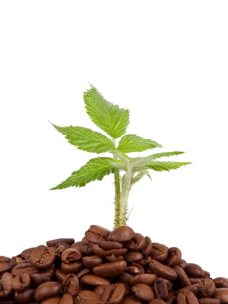 Green plant growing in a coffee beans — Stock Photo, Image