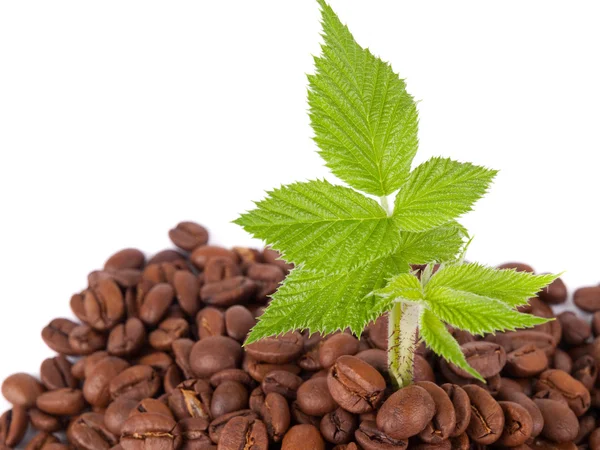 Зеленое растение, растущее в кофейных зеренах — стоковое фото