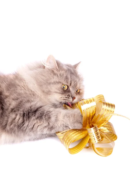 Cat and gold bow — Stock Photo, Image