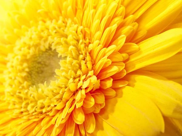 stock image Yellow gerbera