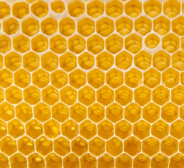 Свіжий мед у гребінці — стокове фото