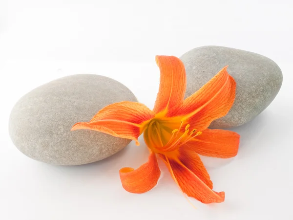 Lily and two stones on white background Royalty Free Stock Images