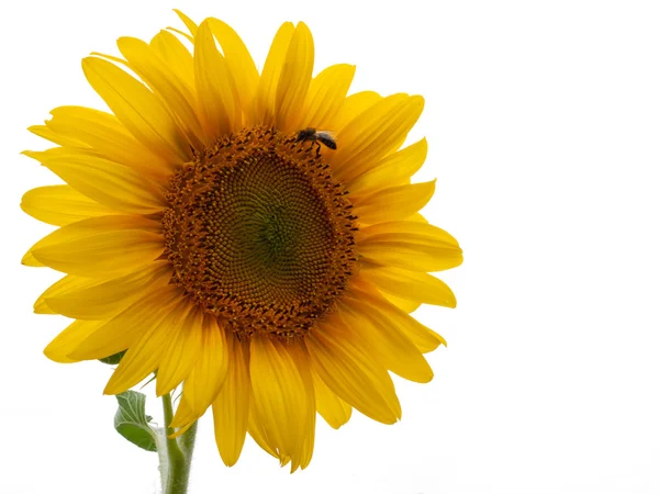 Sonnenblume vor weißem Hintergrund Stockfoto
