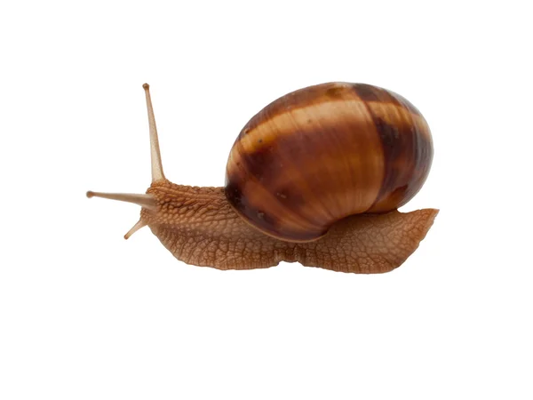 棕色庭园蜗牛 免版税图库图片