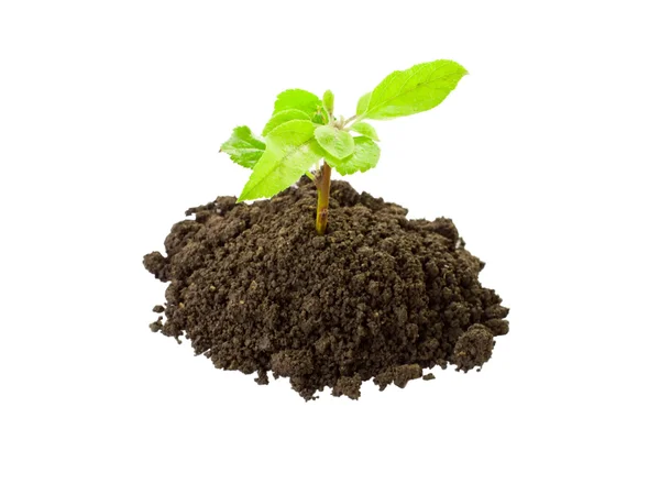 Growing plant in soil Royalty Free Stock Images