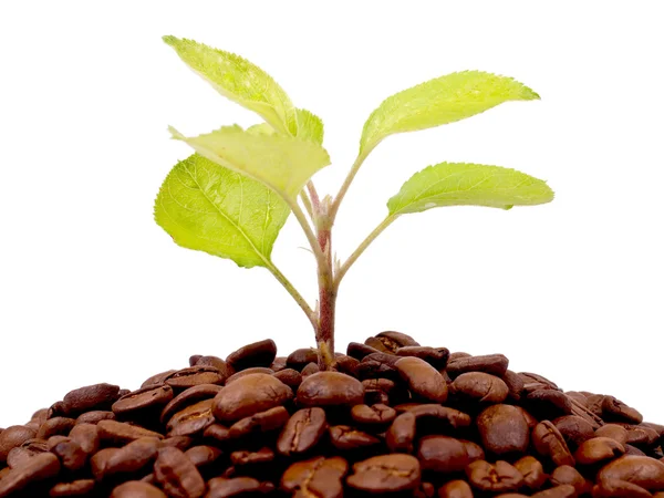 Grön växt som växer på en kaffebönor Stockbild