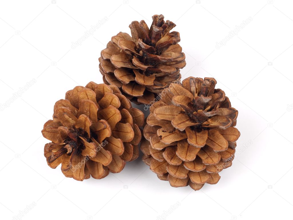 Three fir cones