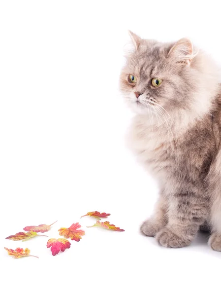 Кіт і осіннє листя — стокове фото