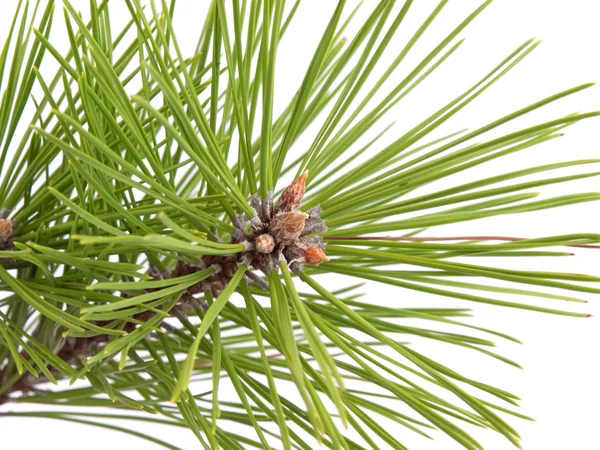 Green pine tree branch — Stock Photo, Image