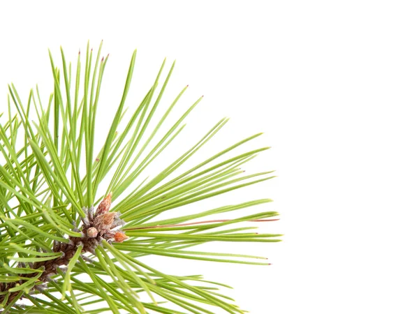 Green pine tree branch — Stock Photo, Image