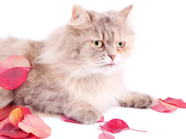 Morsom katt og høstblad – stockfoto