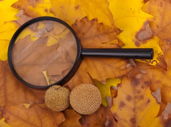 stock image Loupe and yellow platanus leaves
