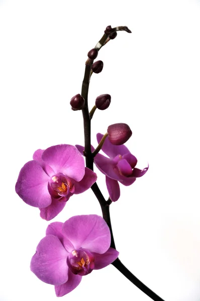 Orkidea - eristetty valkoisella — kuvapankkivalokuva