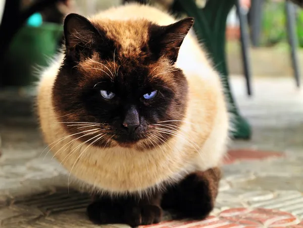 Толстая сиамская кошка — стоковое фото