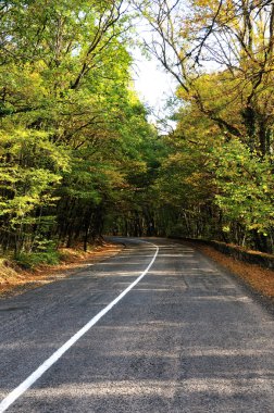 Sonbahar ormanında yol