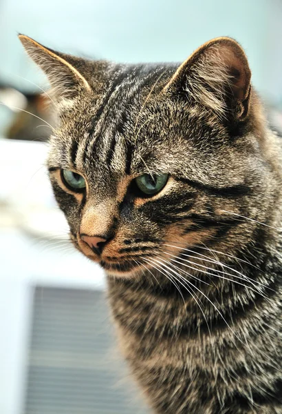 Полосатая кошка — стоковое фото