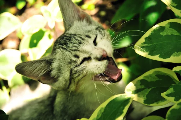Sıkılmış komik kedi — Stok fotoğraf