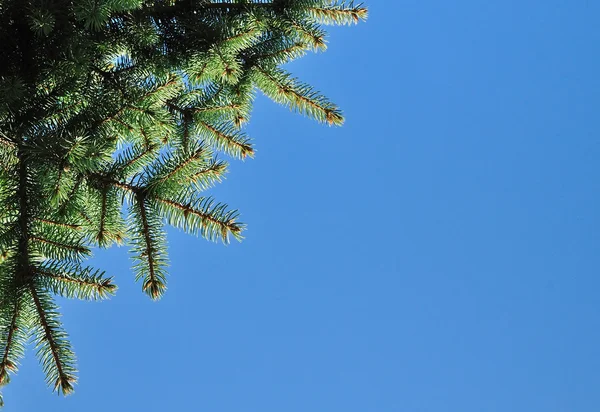 新鮮な緑のモミの枝 — ストック写真