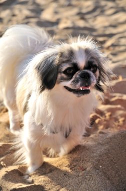 Japanese Chin on the beach clipart