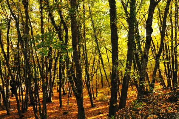 Golden autumn — Stock Photo, Image