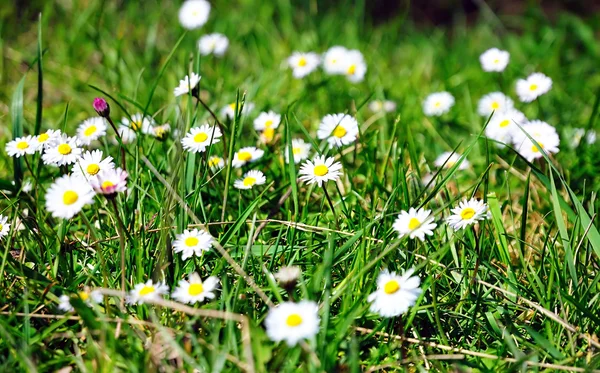 Meadow marguerites — Stock Photo, Image