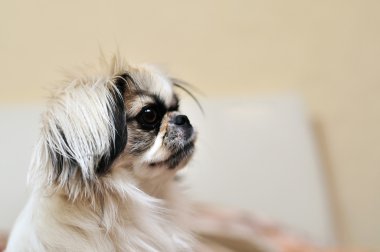 Japanese Chin clipart