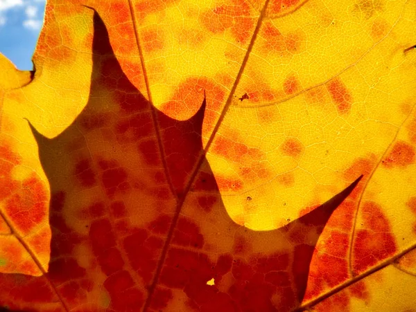 Το φθινόπωρο τα πορτοκαλί και κόκκινα φύλλα — Φωτογραφία Αρχείου