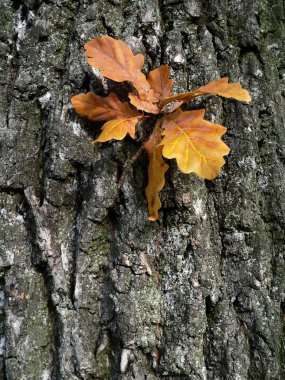 Oak leaves clipart