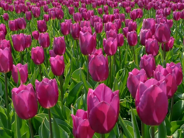 Tulipán glade 2 — Stock Fotó
