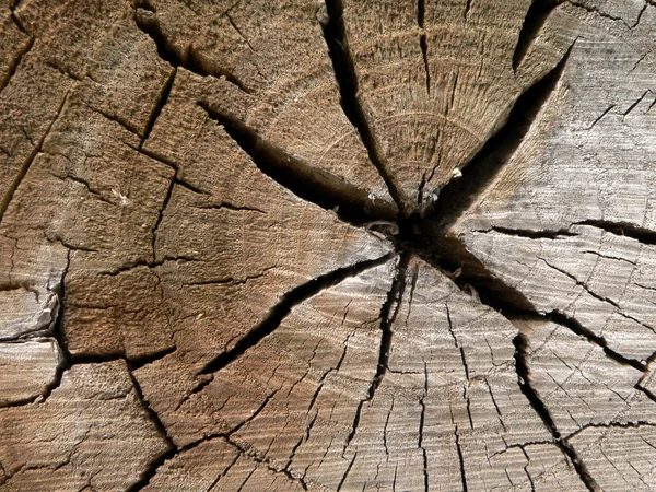 Äldre trä — Stockfoto