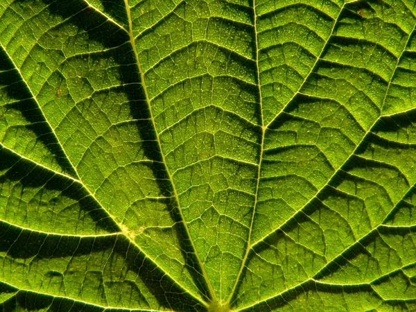 Leaf of the nettle — Stock Photo, Image