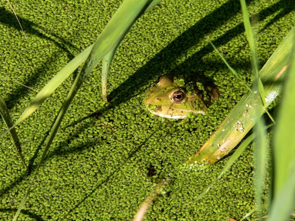 stock image Frog in green duckweed