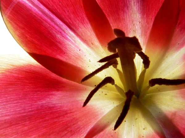 Цветок амариллиса, крупный план 3 — стоковое фото