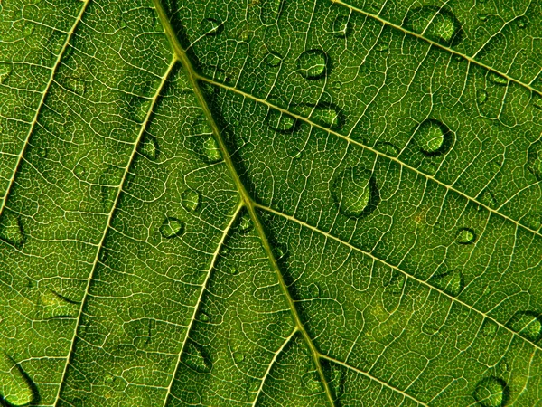 Leaf with drop — Stock Photo, Image