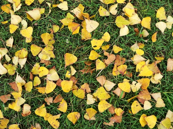 Żółto zielony dywan jesień — Zdjęcie stockowe