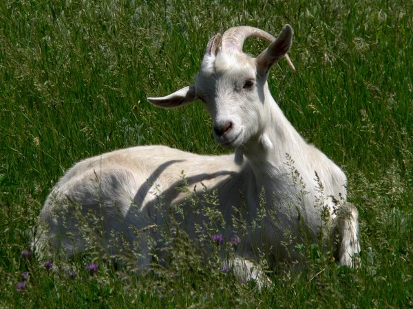 Bela cabra. — Fotografia de Stock