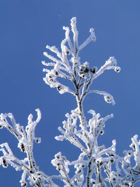 Branchs zimy — Zdjęcie stockowe