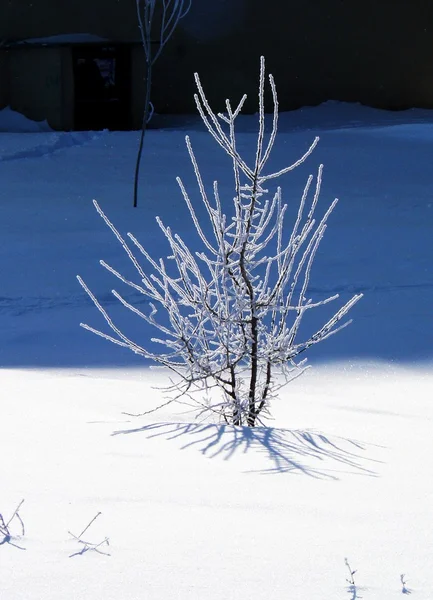 雪和冬天的树. — 图库照片