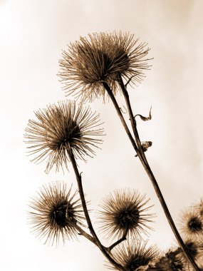 Thistle on sky background clipart