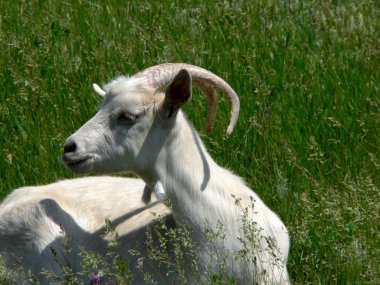 She-goat on meadow clipart