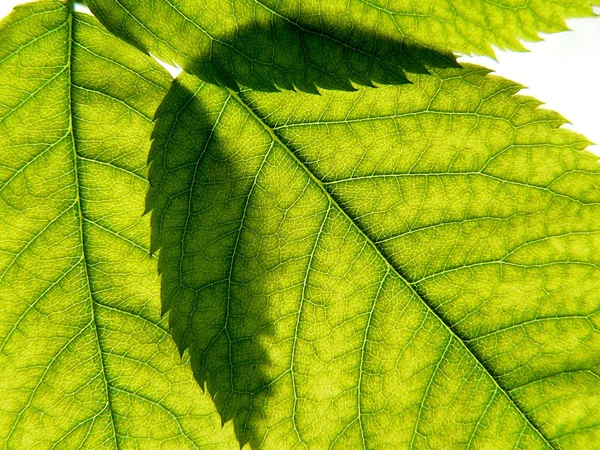 Três folhas verdes — Fotografia de Stock