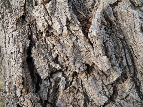 Old bark — Stock Photo, Image