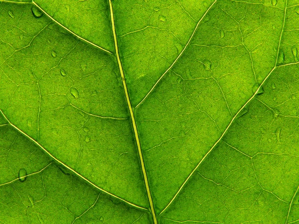 Folha verde 2 — Fotografia de Stock