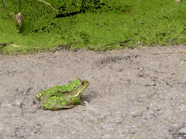 녹색 개구리 — 스톡 사진